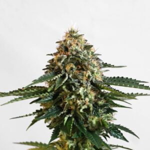 Kannabia THCV Feminizovaná