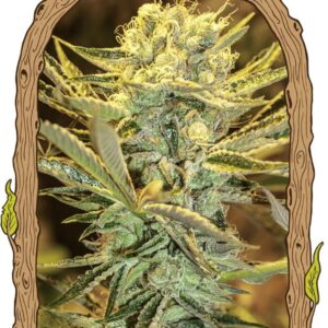 Hippieberry Feminizovaná