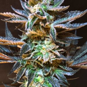 Cookies & Cream Feminizovaná