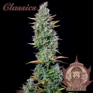 Buddha Classics Critical Auto Feminizovaná