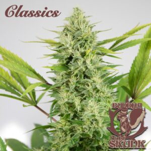 Buddha Classics Skunk Auto Feminizovaná