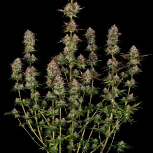 Apricot Candy Feminizovaná