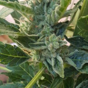 Banana Zkittlez Auto Feminizovaná