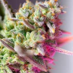 Sweet Mimosa XL Auto Feminizovaná