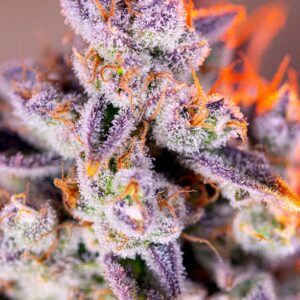 Tropicanna Poison XL Auto Feminizovaná