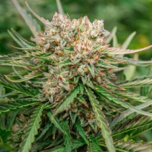 GMO OG Auto Feminizovaná