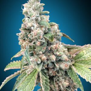 Harlequin CBD Feminizovaná