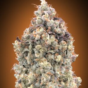 Watermelon OG Auto Feminizovaná