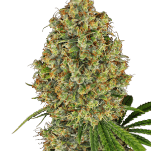 AK-420 Feminizovaná