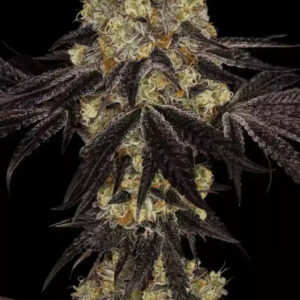 Sunset Paradise Feminizovaná