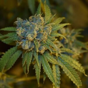 Cherry Punch Auto Feminizovaná