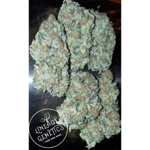 Elite Star Killer Regulérní