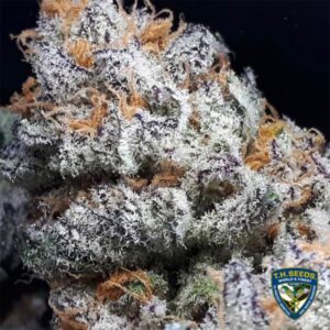 Purple Banana Cream Feminizovaná