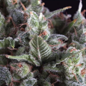 Olympia Auto Feminizovaná