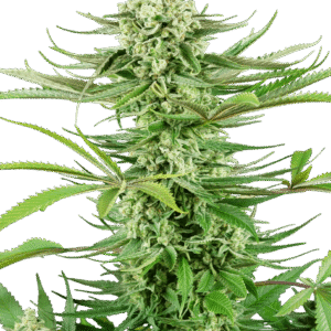 Cashew Kush Feminizovaná