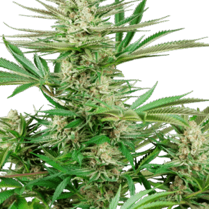 Malibu OG Gold Feminizovaná