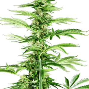 Honey Melon Haze Feminizovaná