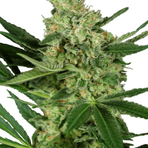 Pumpkin Spice Feminizovaná