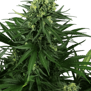 Honey Melon Kush Feminizovaná