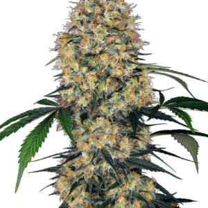 Sensi Amnesia XXL Auto Feminizovaná