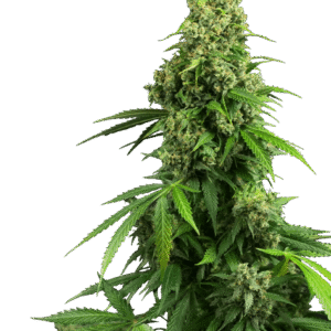 Honey Melon Kush Auto Feminizovaná