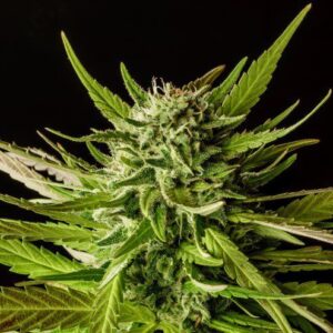 DoSiDos Feminizovaná