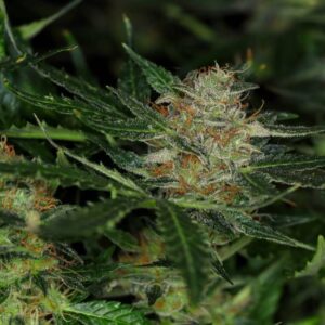 Dream Sherbet Auto Feminizovaná