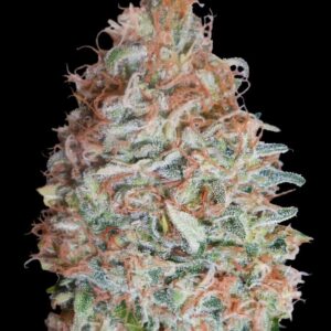 Banana Cookies Feminizovaná