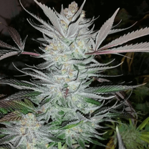 Shangri-La Regulérní