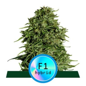 Cosmos F1 CBD Auto Feminizovaná