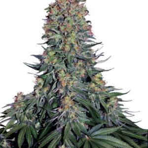 Blue Skunk Feminizovaná