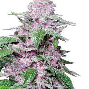 Purple Cookie Kush Feminizovaná