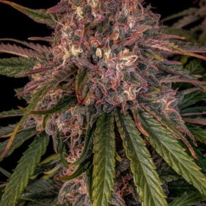 Sour Crinkle Auto Feminizovaná