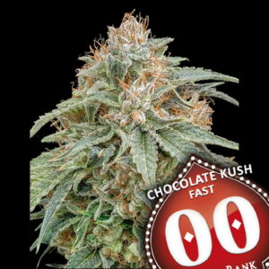 Chocolate Kush FAST Feminizovaná