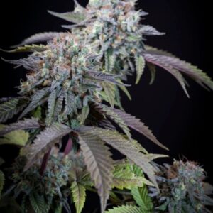 Gulupa Feminizovaná