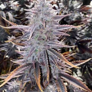 Ghost Toof Auto Feminizovaná