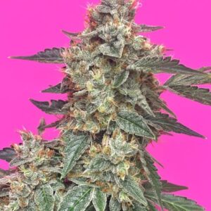 Aunt Ginny's Elixir CBD Auto Feminizovaná