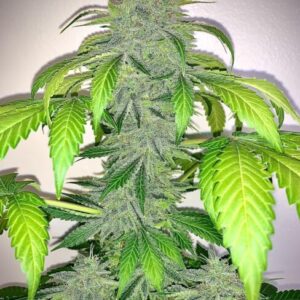 Deez Nuggs Auto Feminizovaná