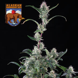 Alaskan Bananaberry Auto Feminizovaná