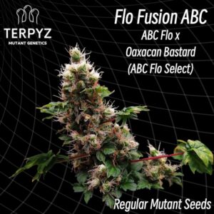 Flo Fusion ABC Regulérní