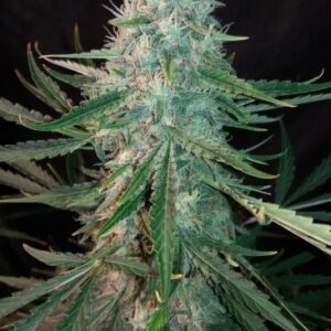 ManBearAlienPig Auto Feminizovaná