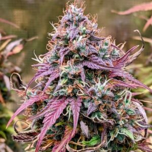 Grizzly Crinkle Auto Feminizovaná