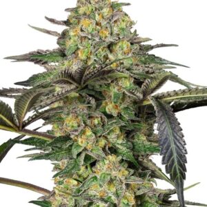 Grapevine Candy Feminizovaná