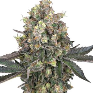 Sweet Berry Breeze Feminizovaná