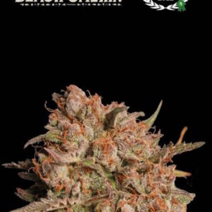 Apollo Black Cherry Auto Feminizovaná