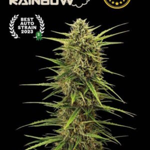 Black Rainbow Auto Feminizovaná