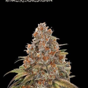 Blackberry Gum Auto Feminizovaná