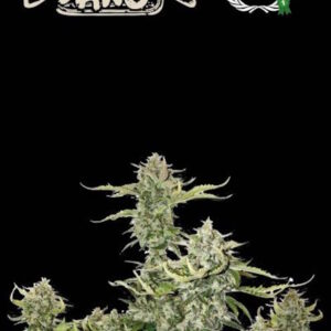 Candy Dawg Auto Feminizovaná