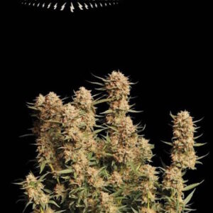 Thunder Banana Auto Feminizovaná