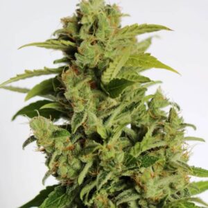 Cherry Bear Kush Auto Feminizovaná